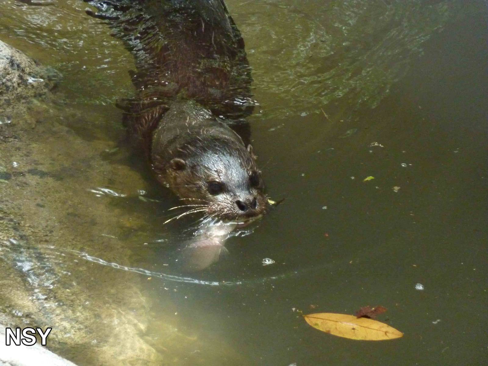 Hairy-nosed otter, May 2013.