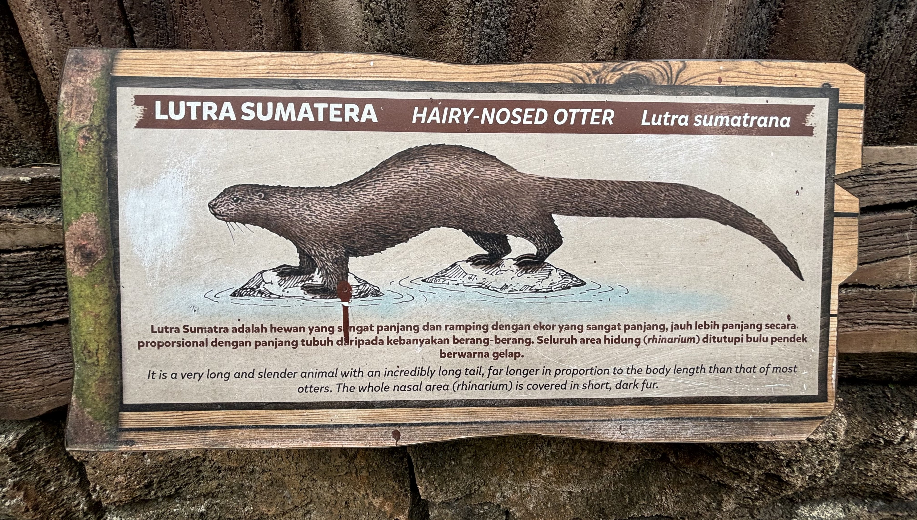 Hairy-nosed Otter Sign