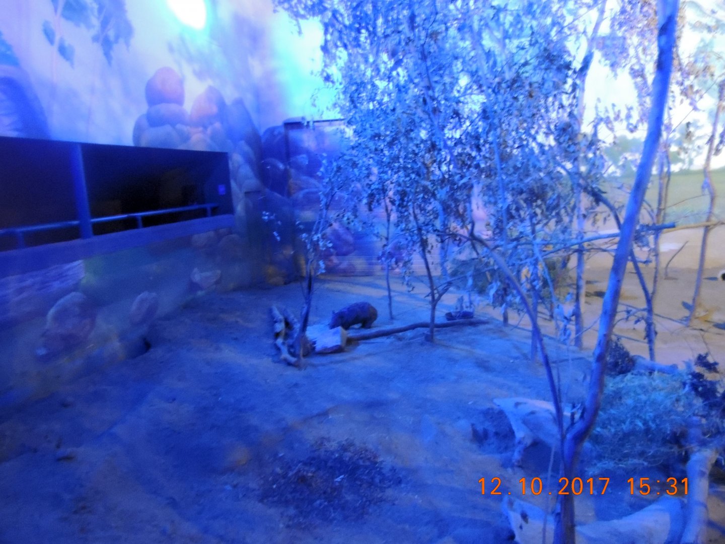 Hairy Nosed Wombat (2)