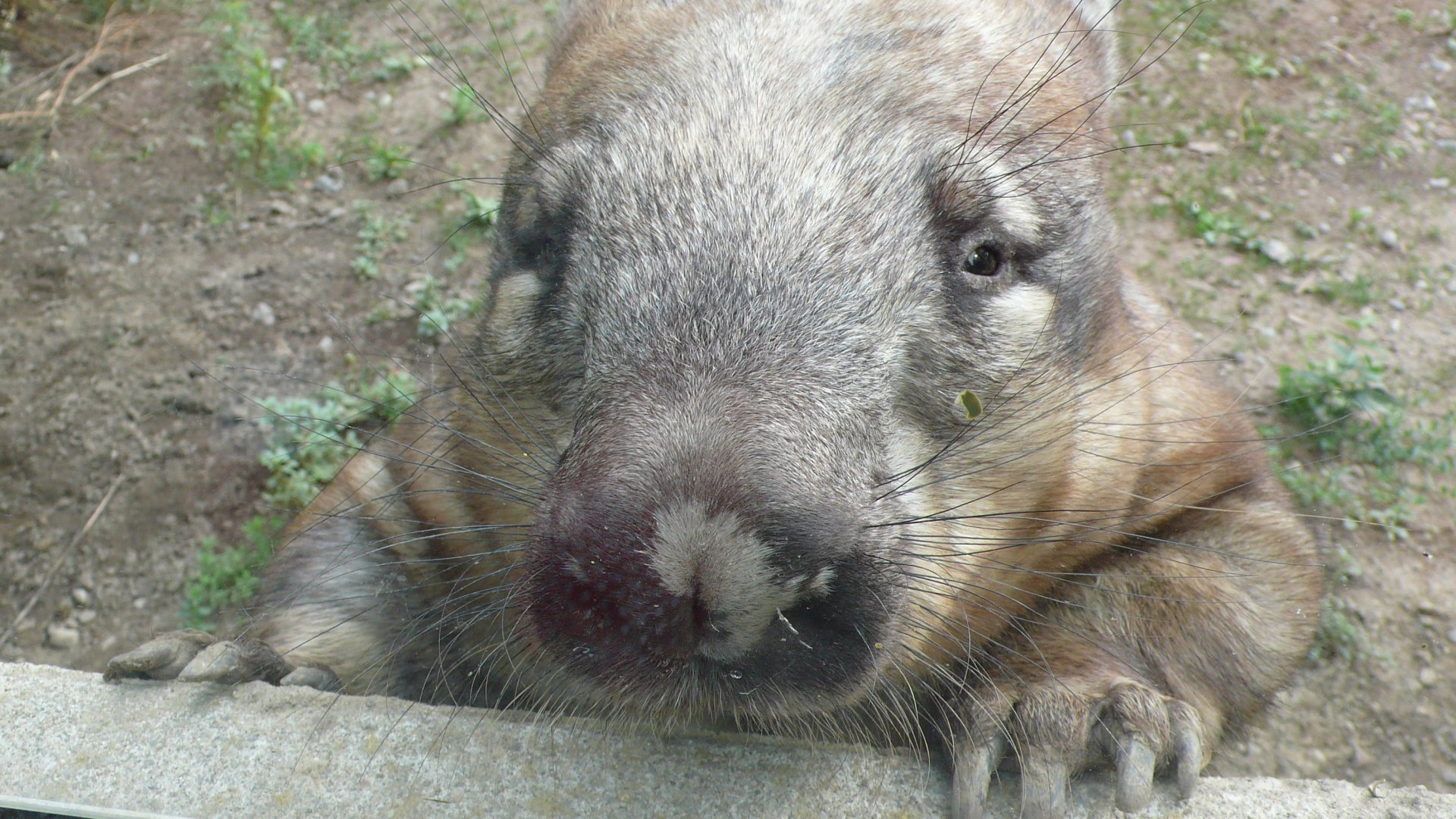 Hairy-nosed wombat, 2016