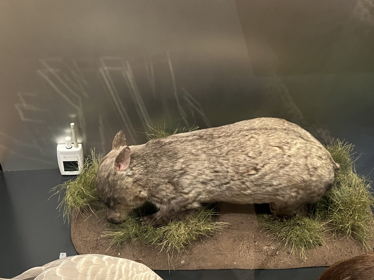 hairy nosed wombat 29.7.23