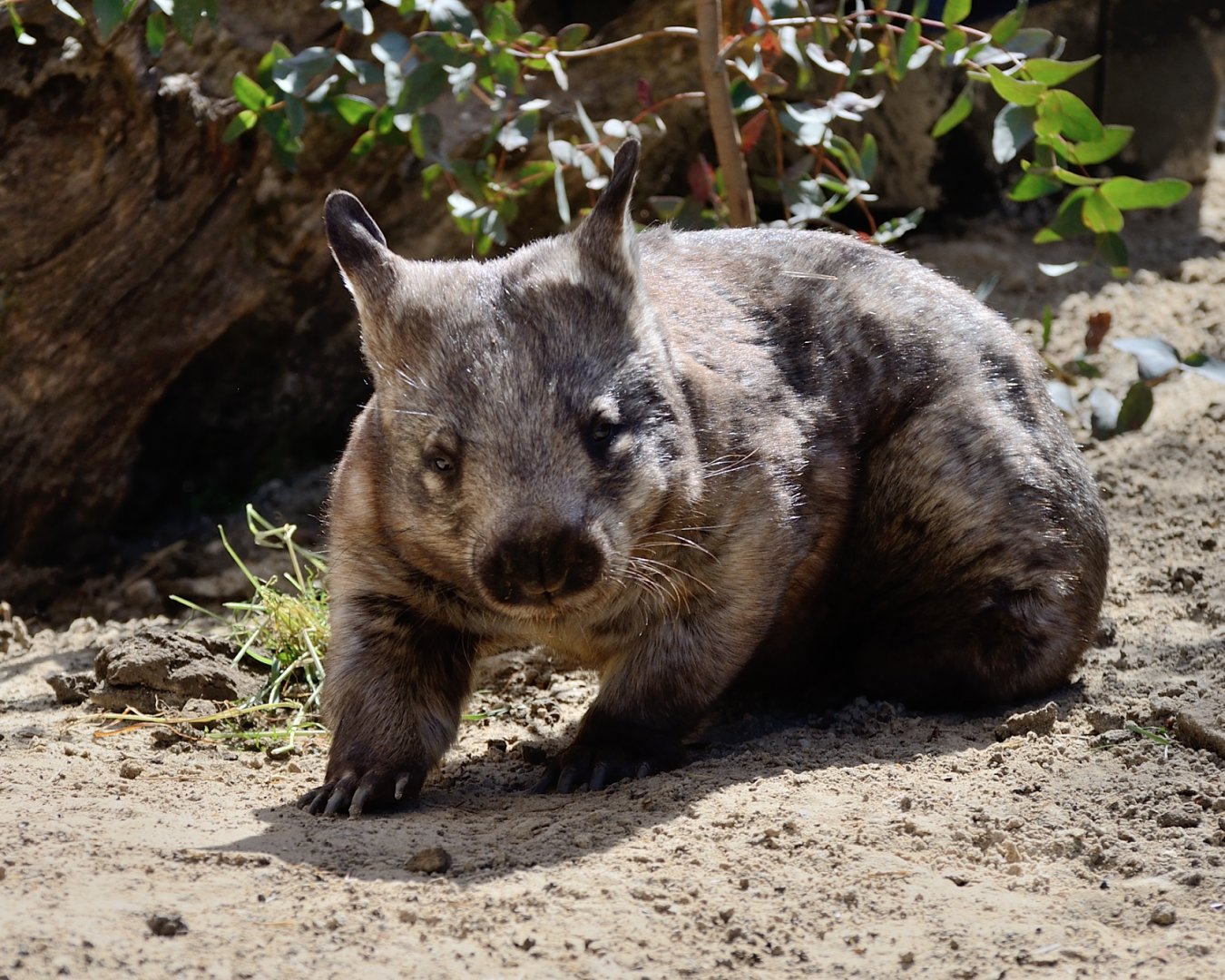 Hairy Nosed Wombat "Deacon" - May 2019