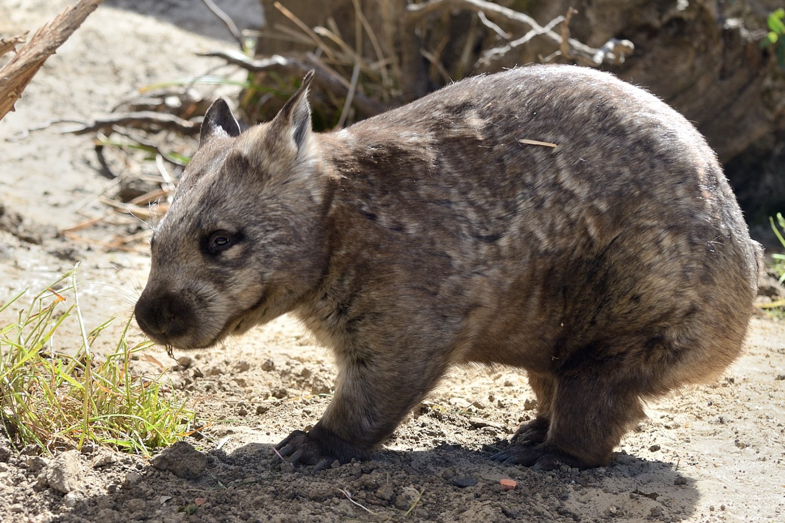 Hairy Nosed Wombat "Deacon" - May 2019