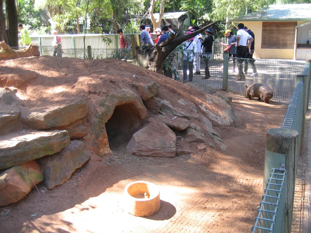 Hairy-nosed Wombat enclosure