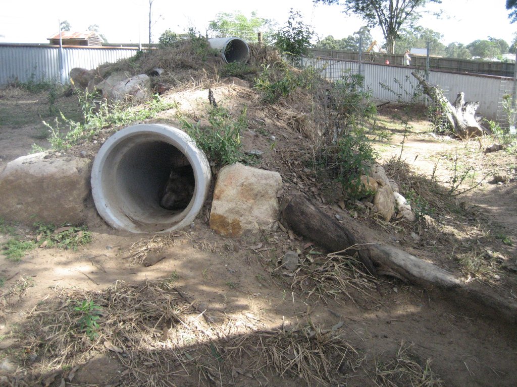 Hairy-nosed Wombat enclosure