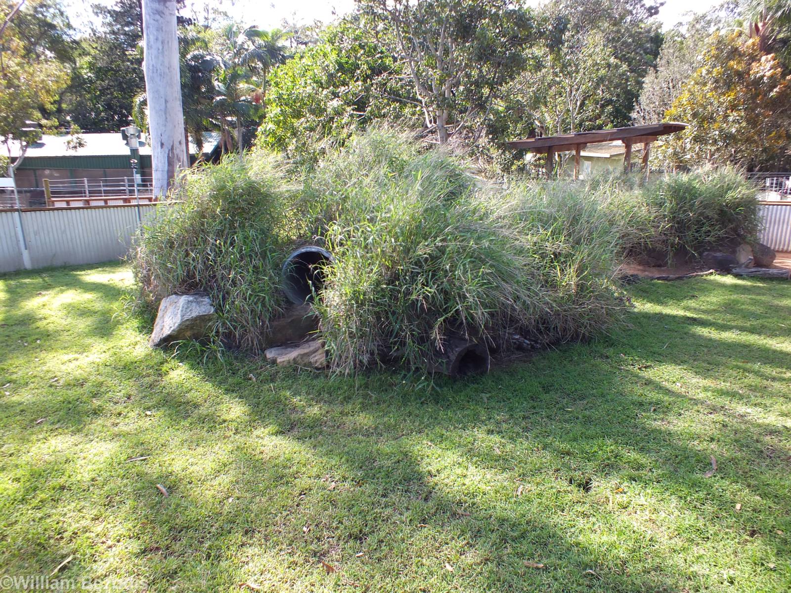 Hairy-nosed Wombat Enclosure