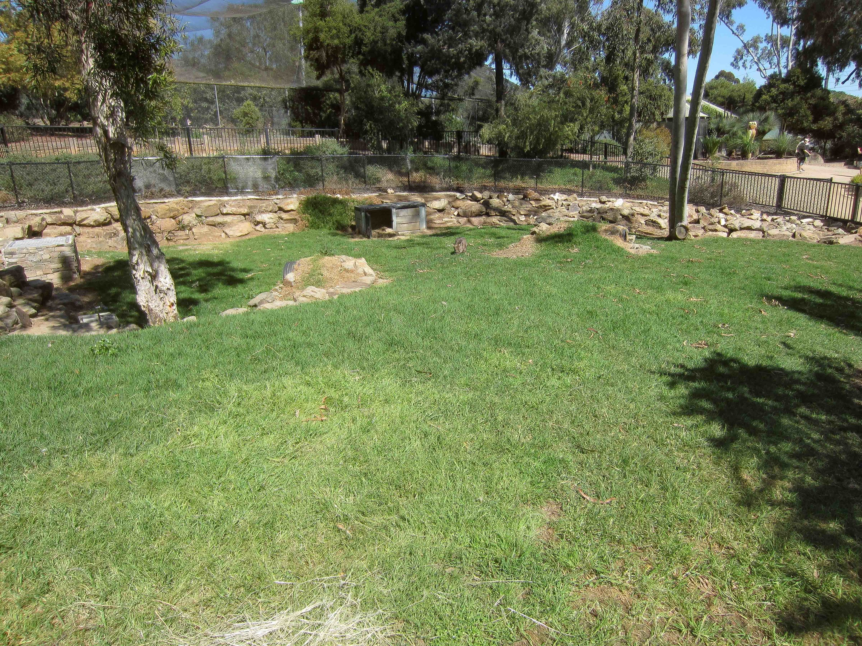Hairy-nosed Wombat enclosure