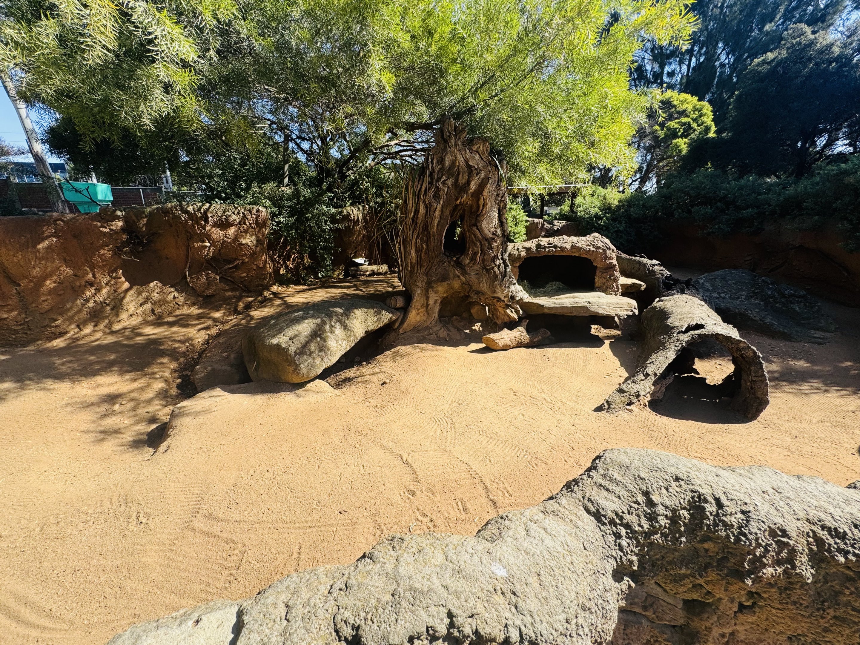 Hairy-nosed wombat enclosure