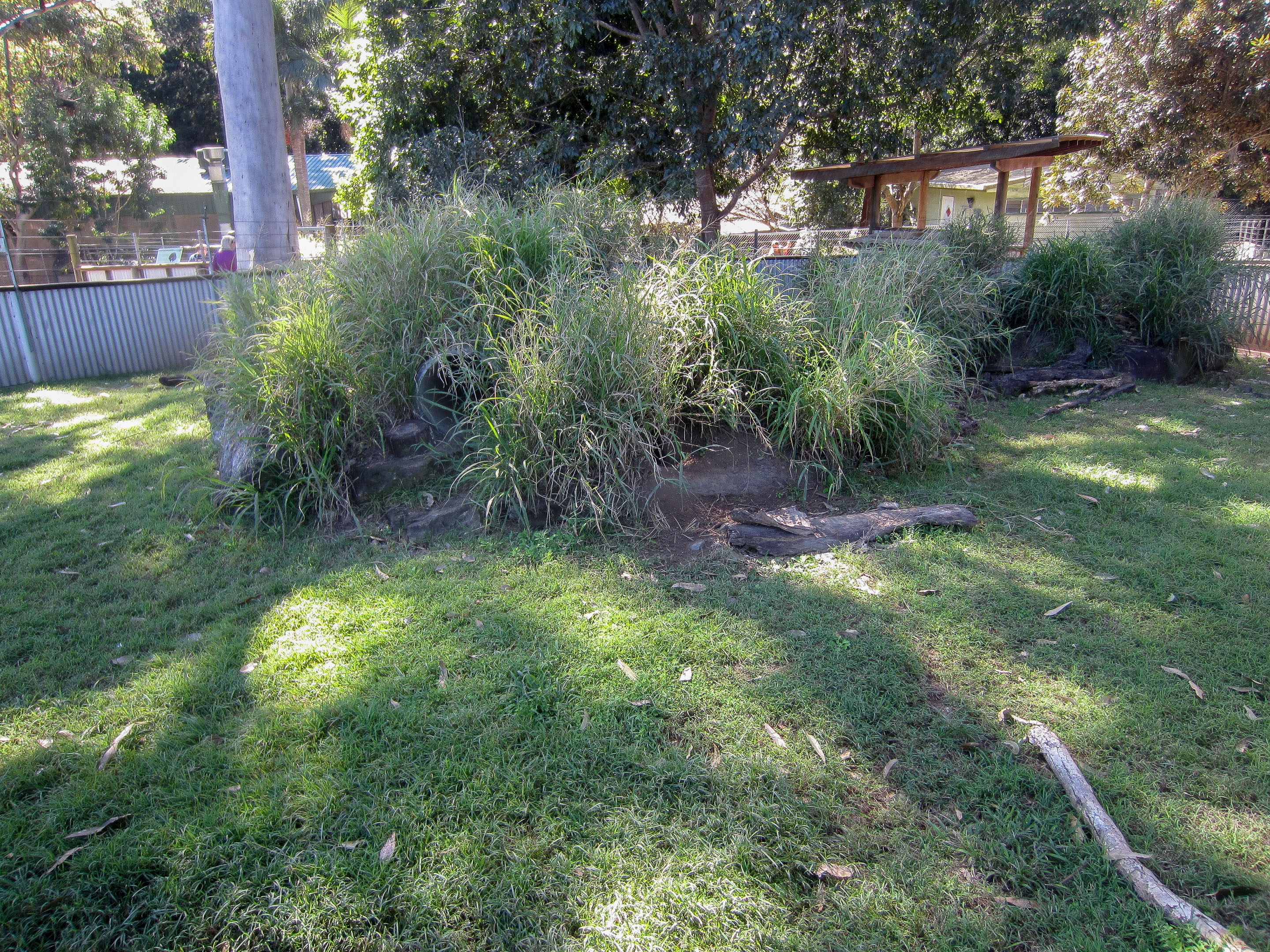 Hairy-nosed Wombat exhibit