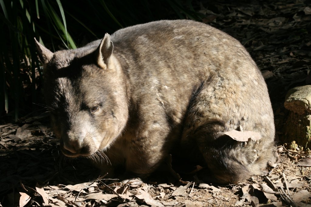 Hairy-nosed Wombat
