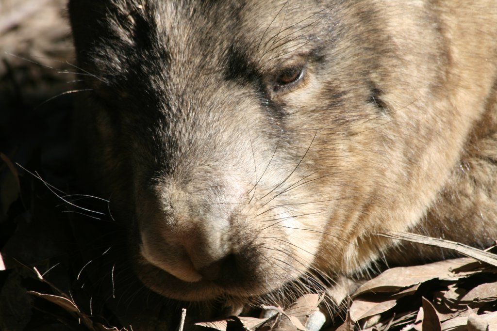 Hairy-nosed Wombat