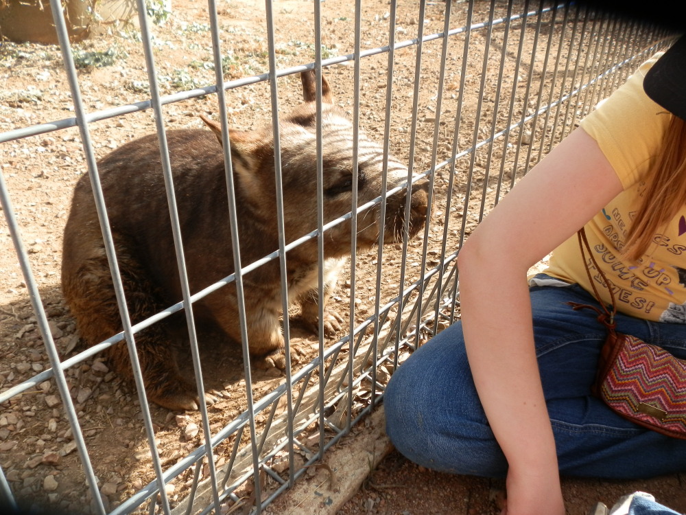 Hairy Nosed Wombat