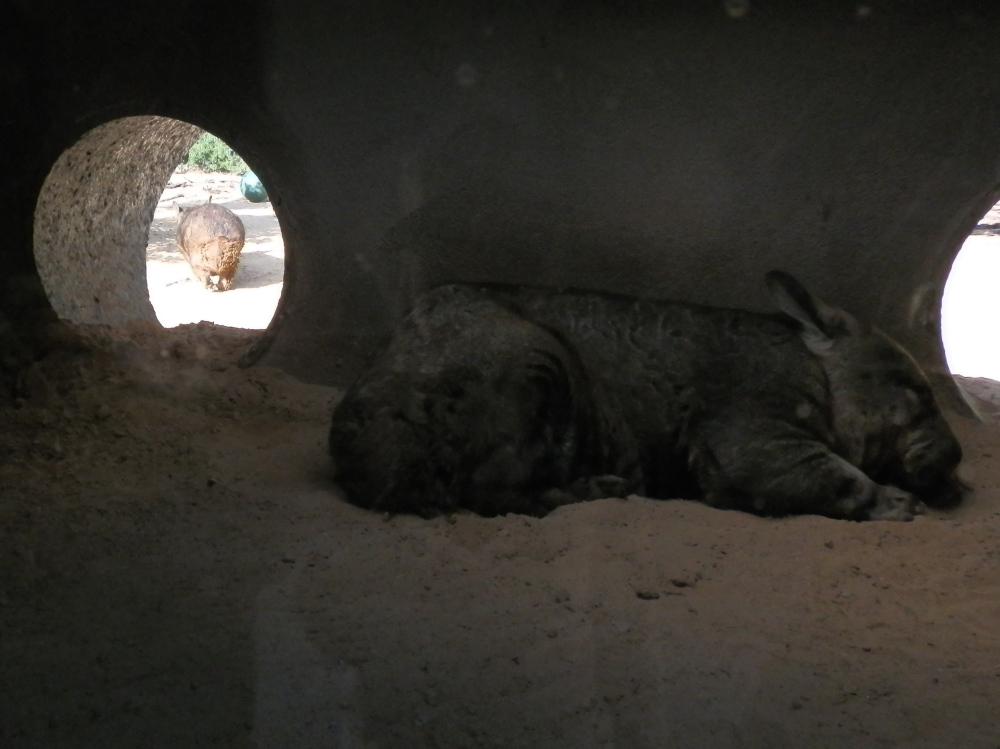 Hairy Nosed Wombat