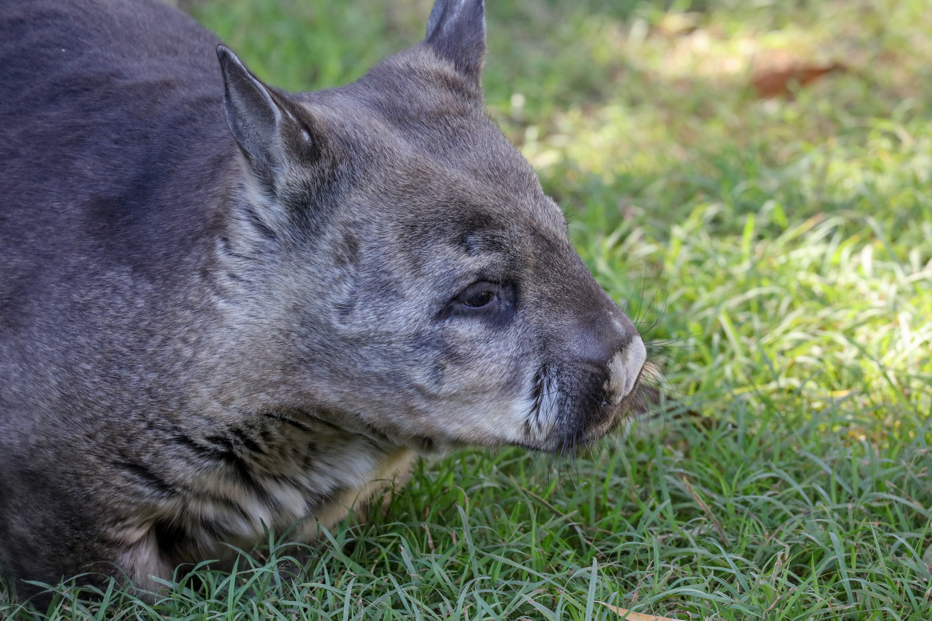 Hairy-nosed Wombat