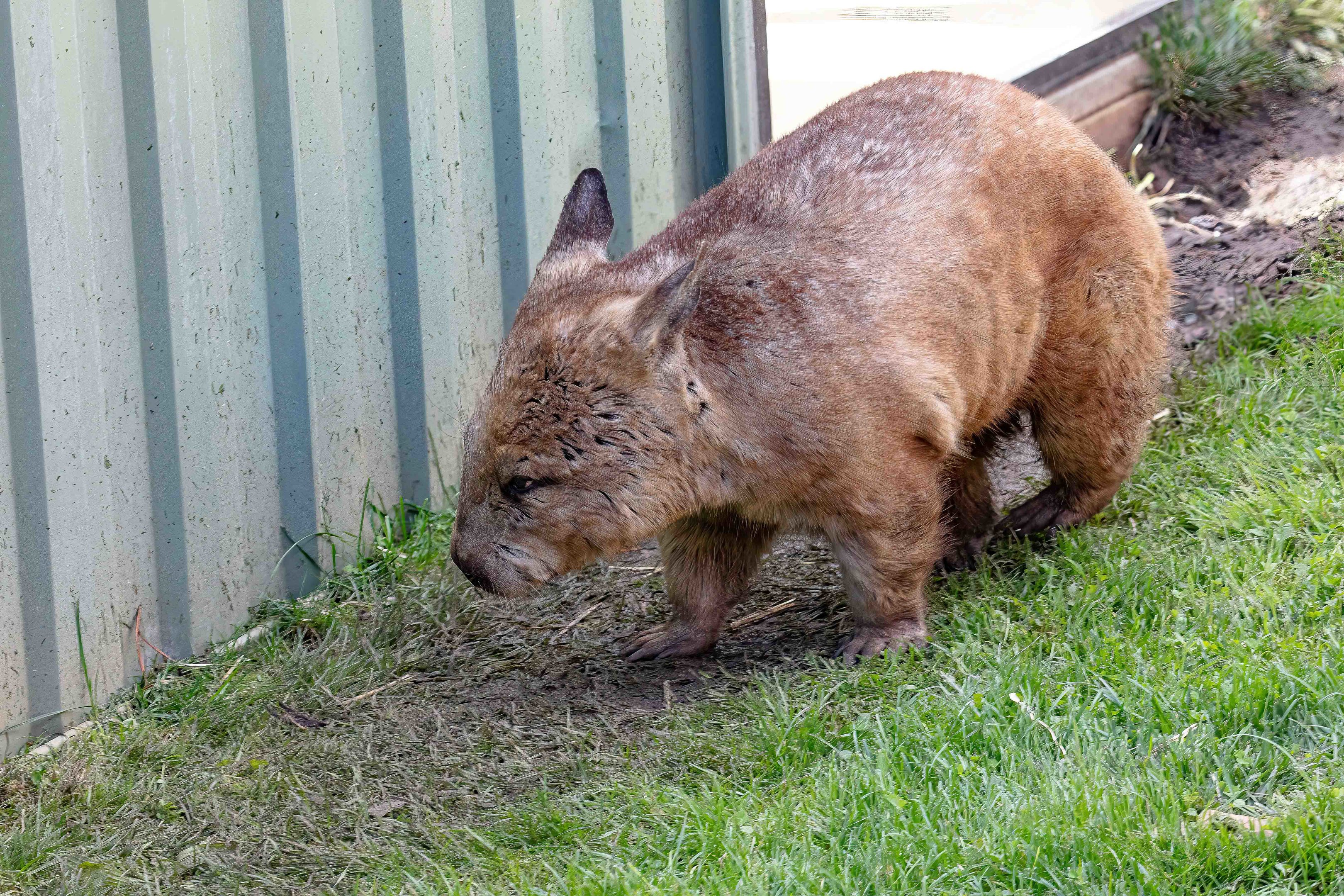 Hairy-nosed Wombat