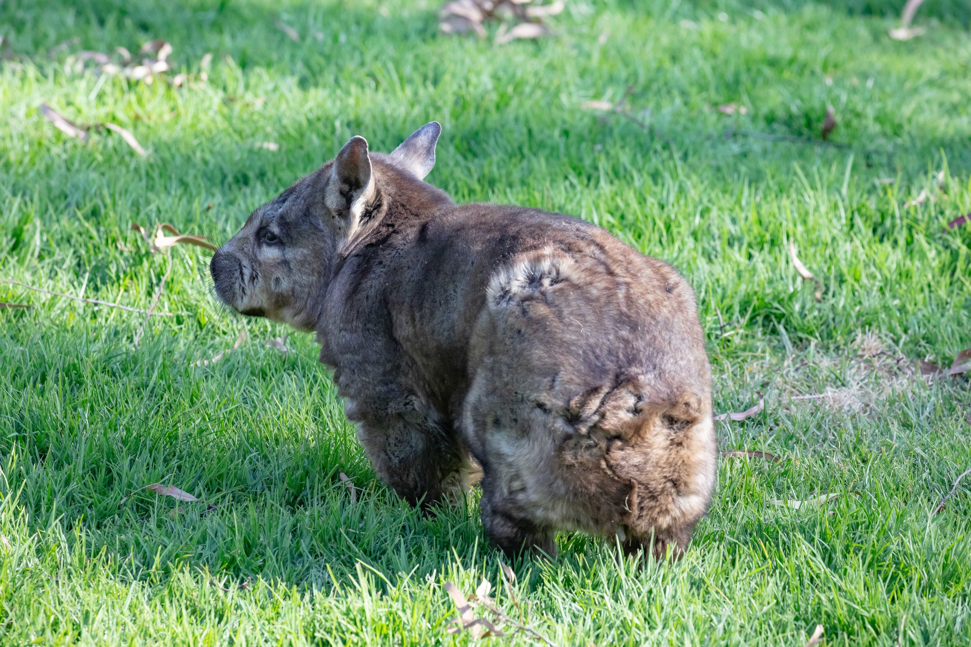 Hairy-nosed Wombat