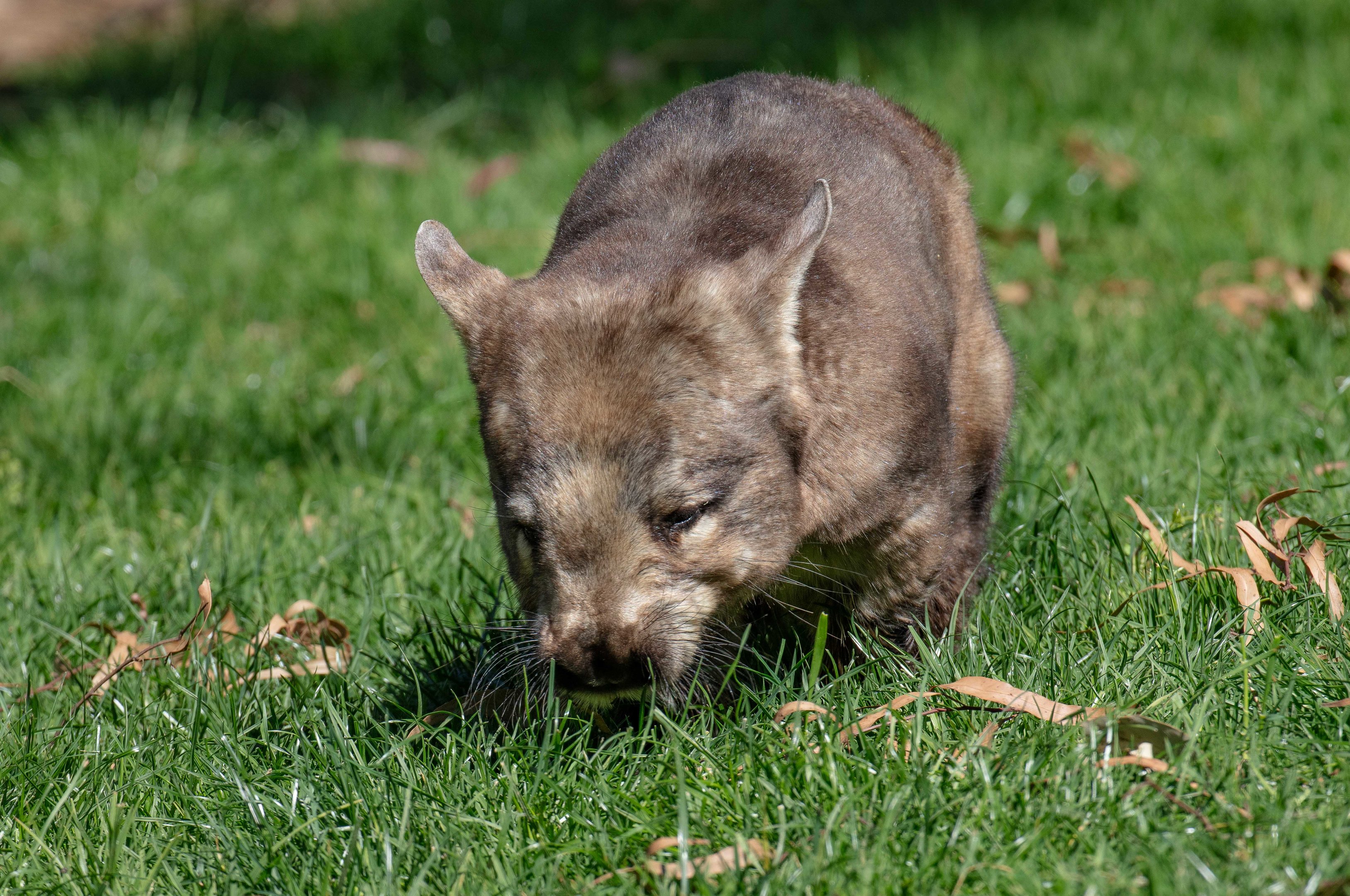 Hairy-nosed Wombat