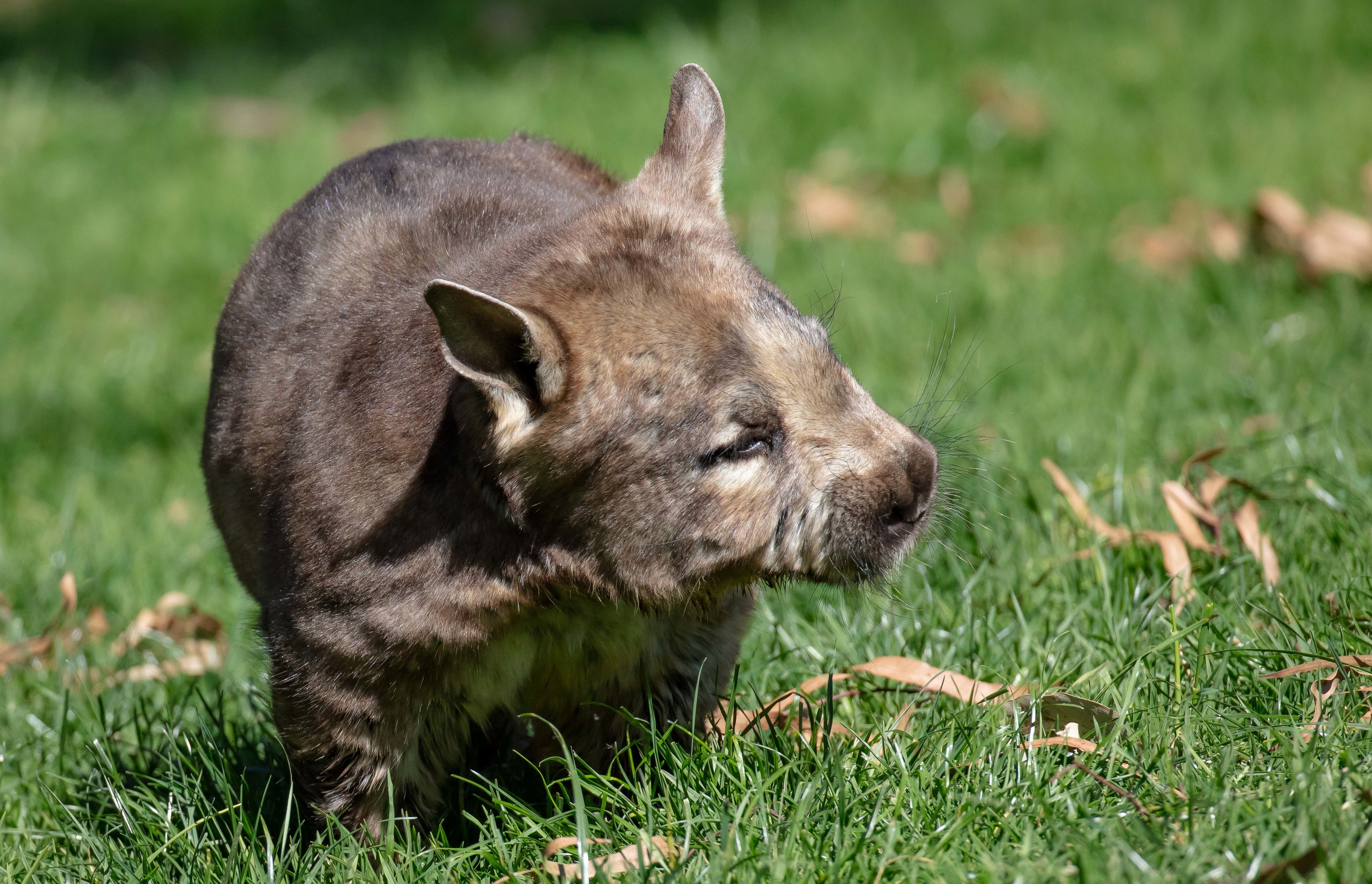 Hairy-nosed Wombat