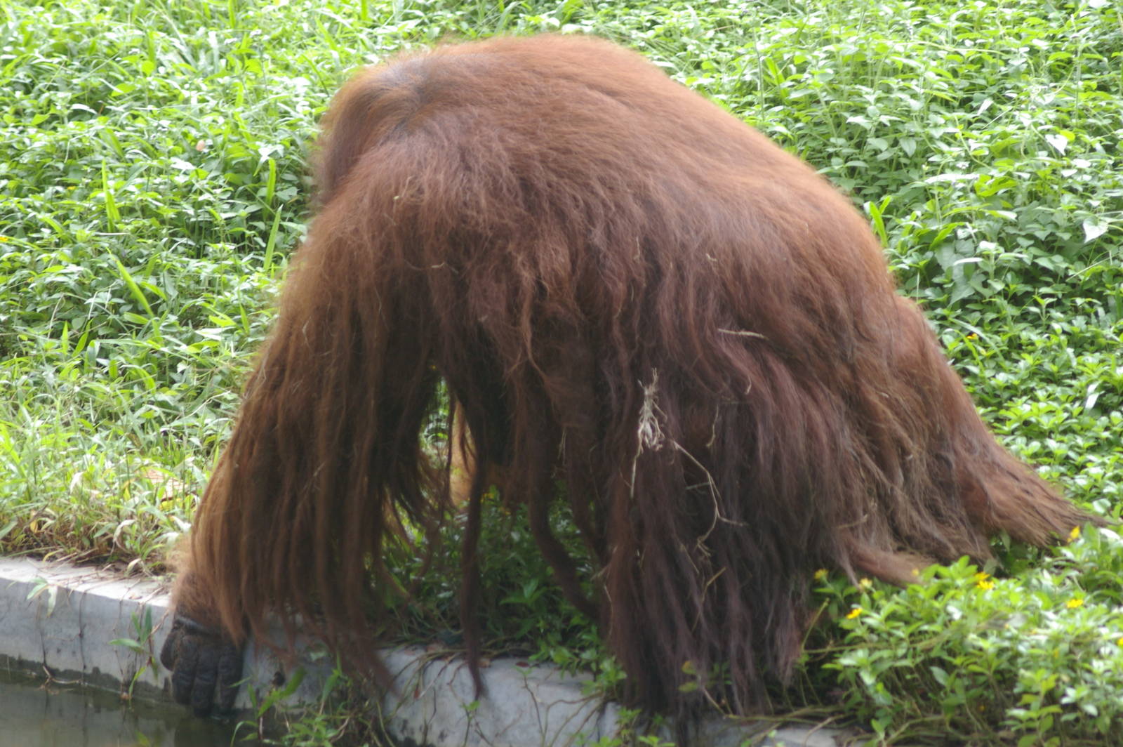 hairy old orang-utan, Chiang Mai Zoo