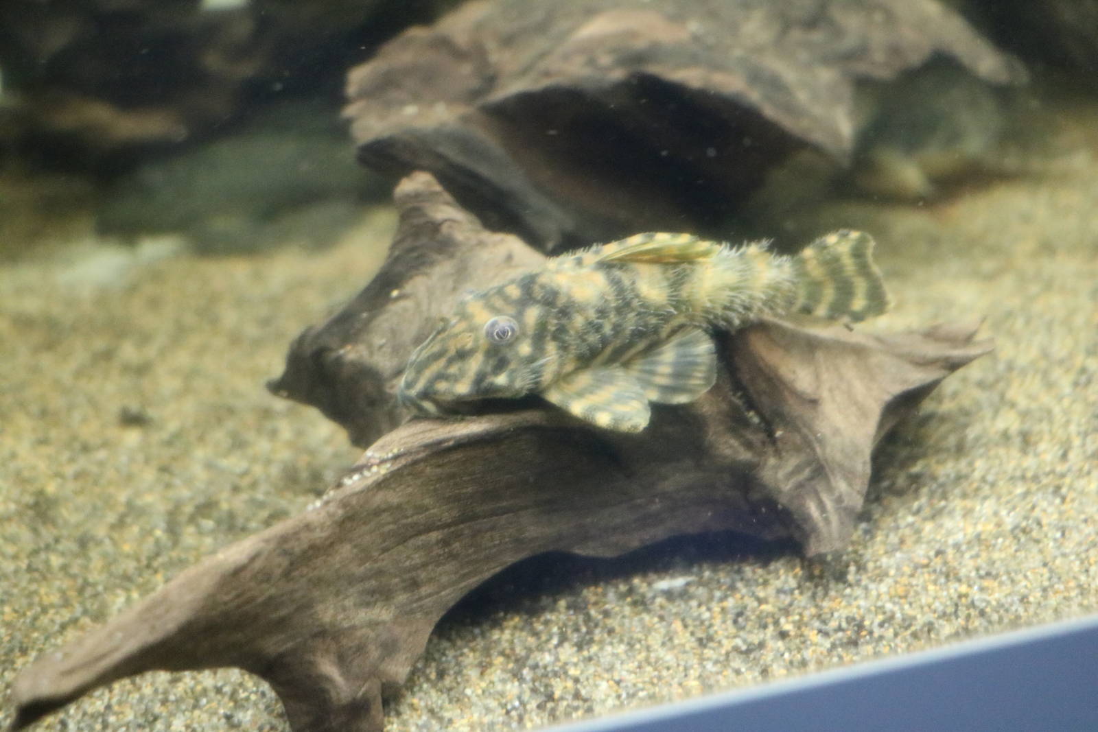 (Hairy) Peckoltia vermiculata - Tokyo Tower Aquarium, February 2016