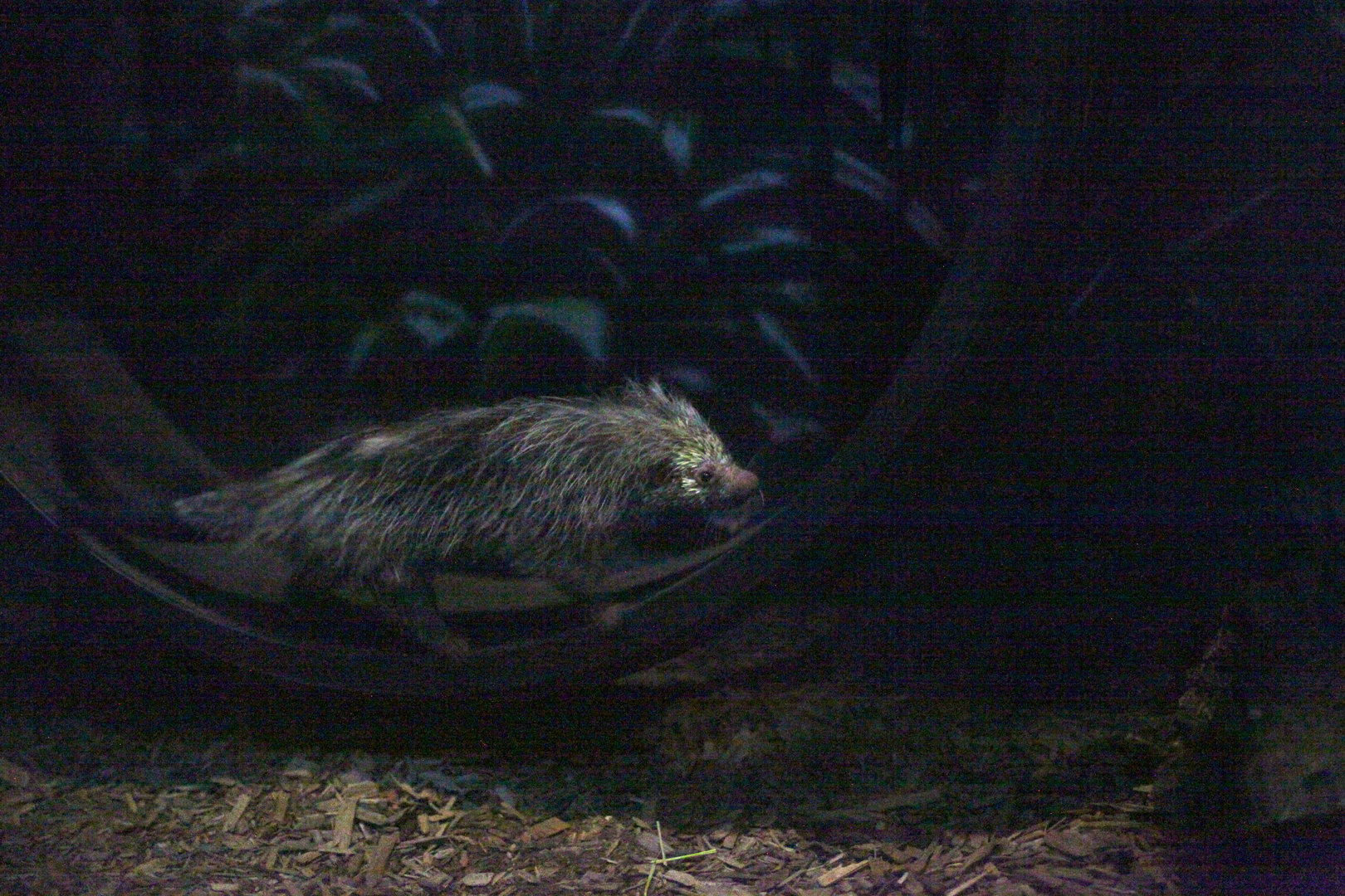 Hairy porcupine (Coendou sp.), but see comments!