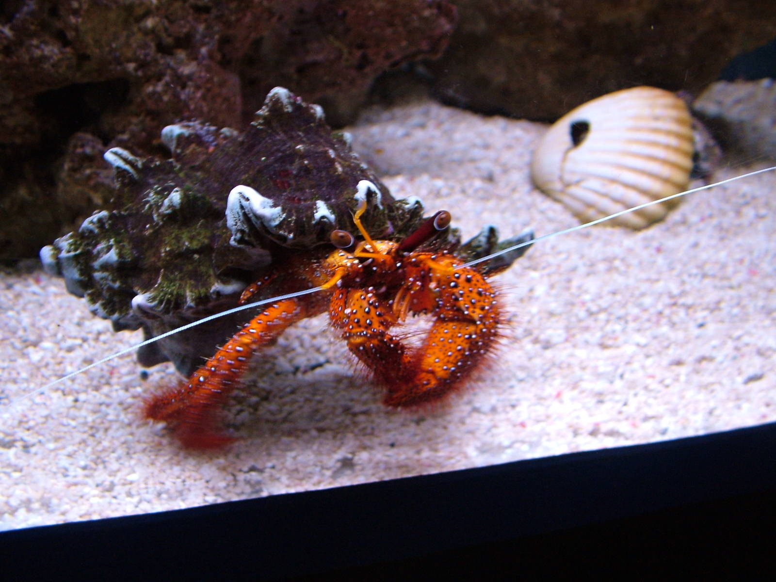 Hairy Red Hermit Crab at Blue Reef Newquay 11/04/09