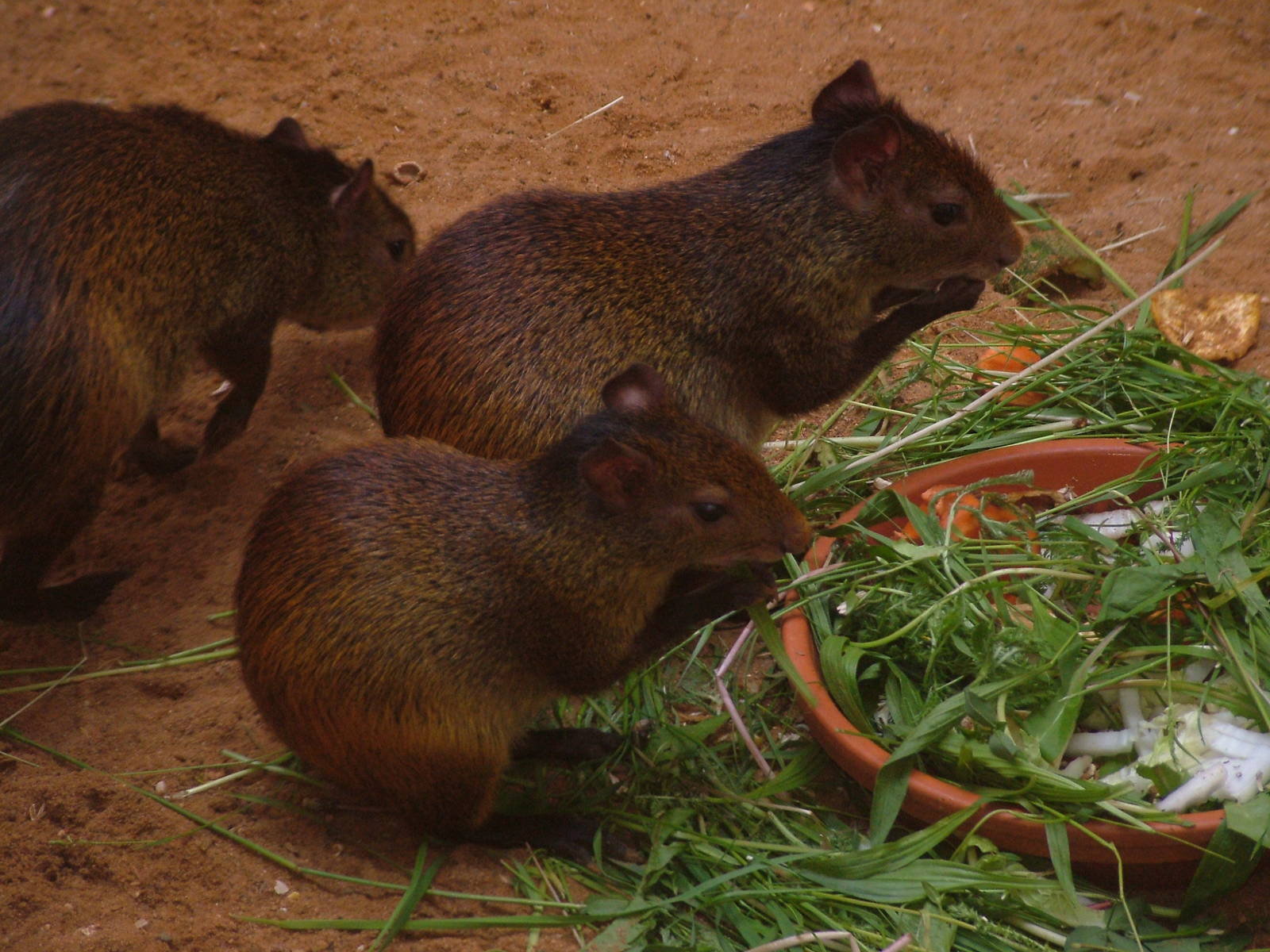Hairy-rumped Agouti at Plzen, 25/05/10