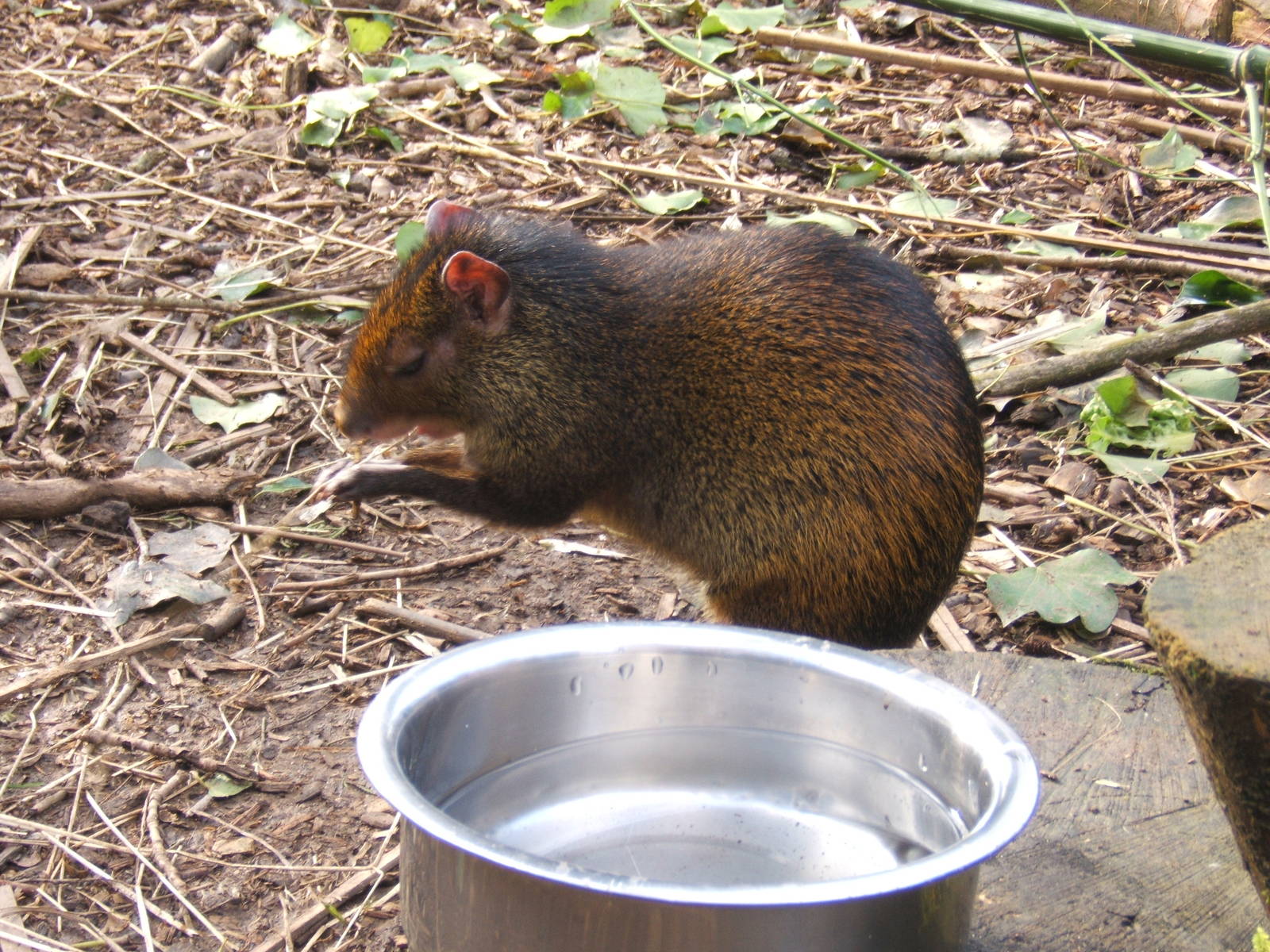 Hairy-rumped Agouti