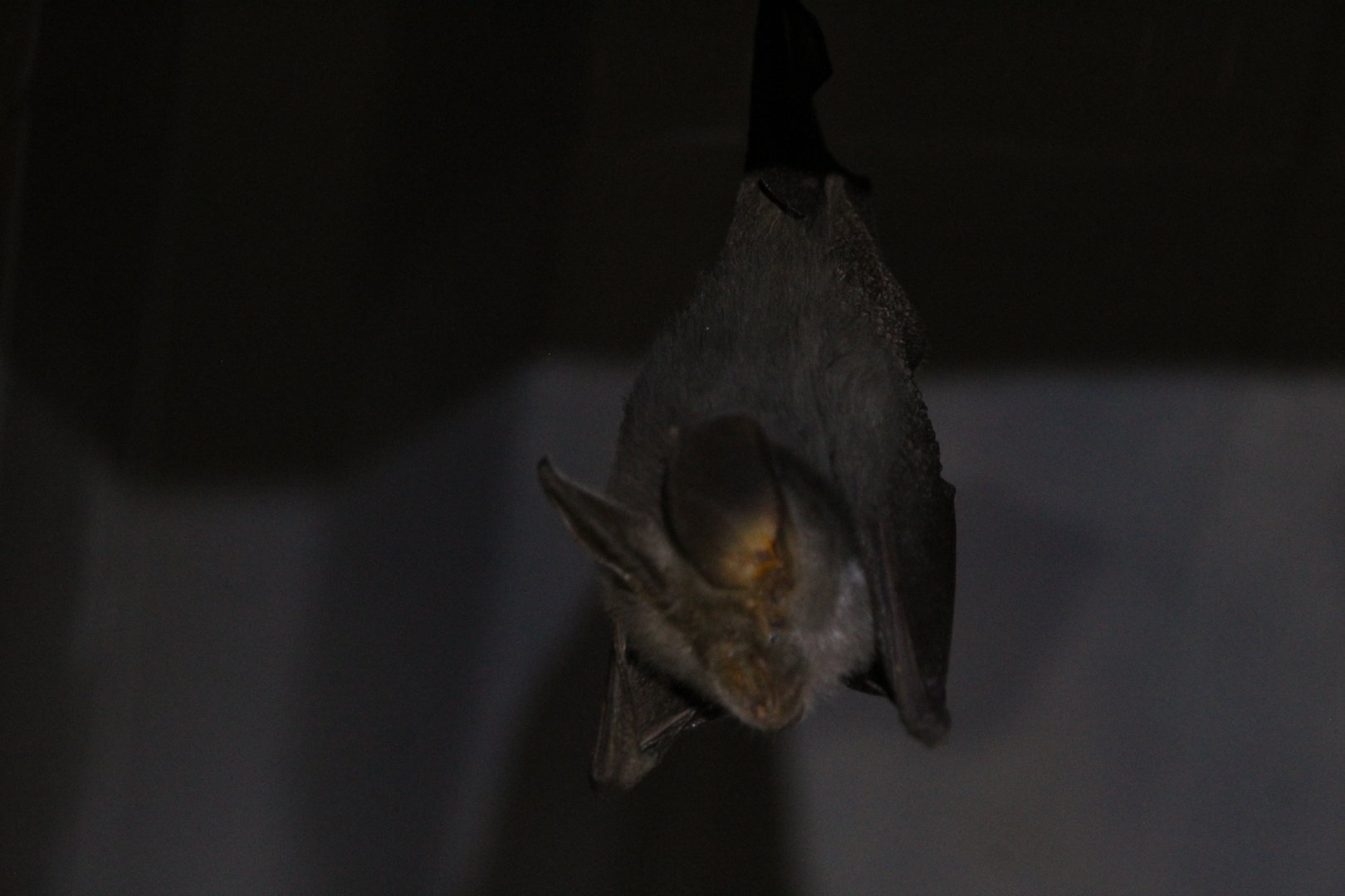 Hairy Slit-Faced Bat