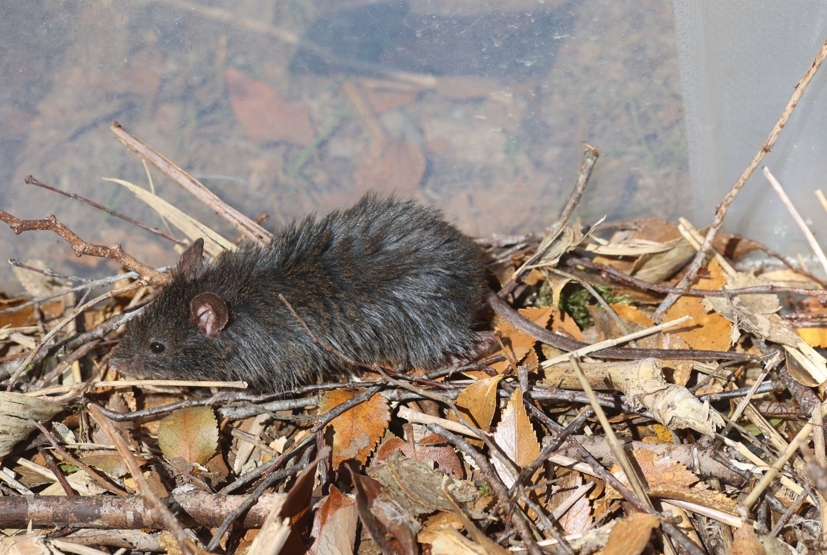 Hairy Soft-haired Mouse (Abrothrix hirta)