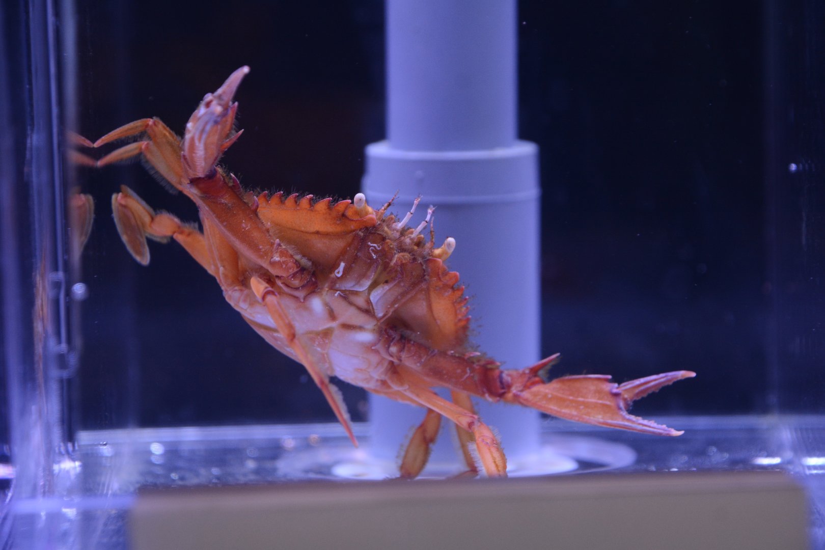 Hairy swimming crab (Portunus pubescens)