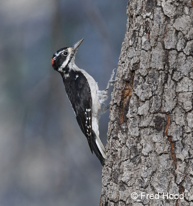 hairy woodpecker (Dryobates villosus)