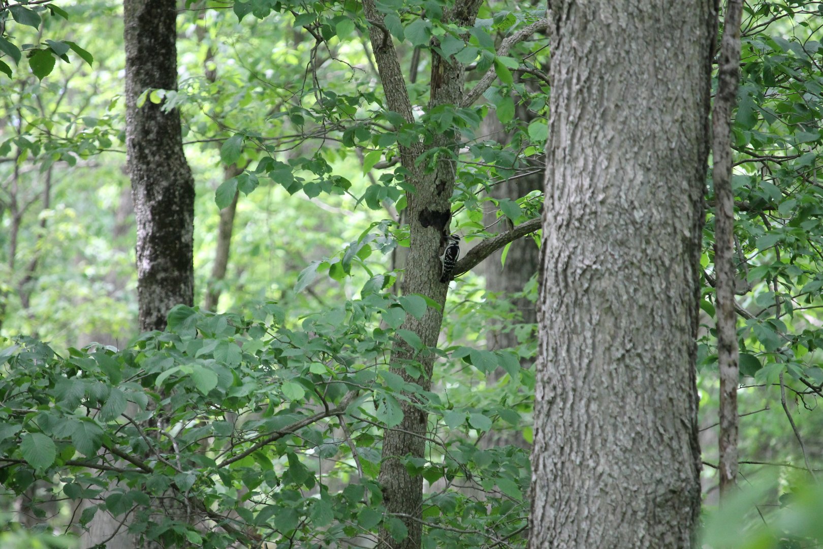 Hairy Woodpecker (Leuconotopicus villosus)