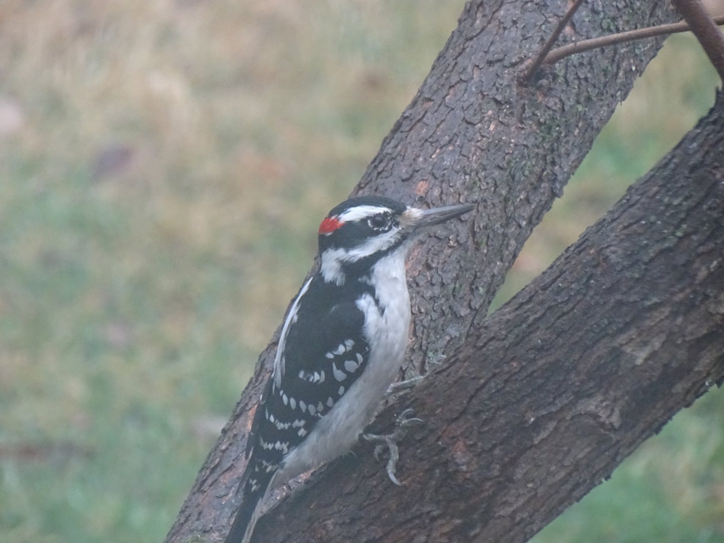 Hairy woodpecker (Leuconotopicus villosus)