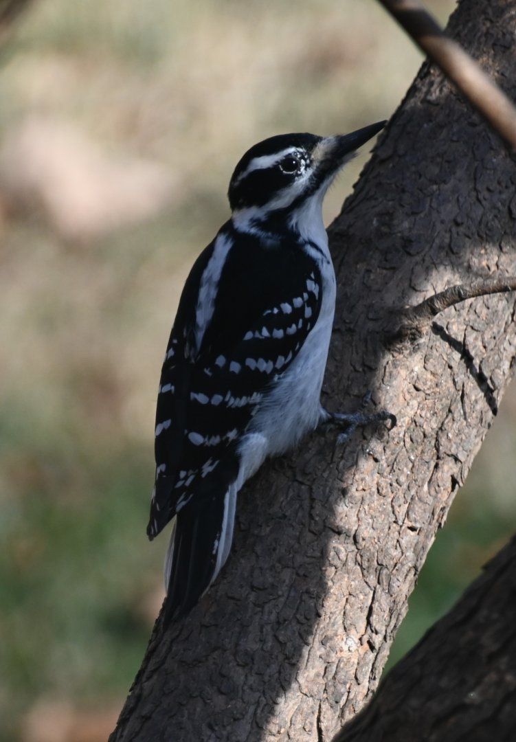 Hairy woodpecker (Leuconotopicus villosus)