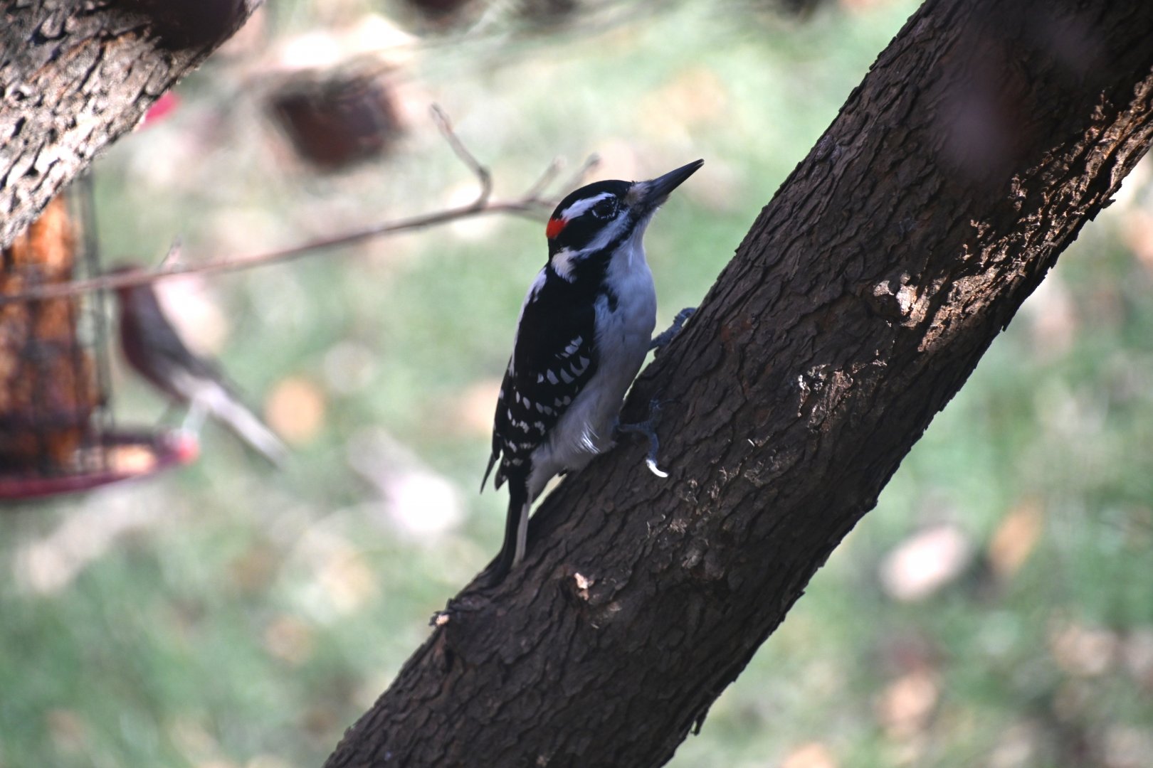 Hairy woodpecker (Leuconotopicus villosus)
