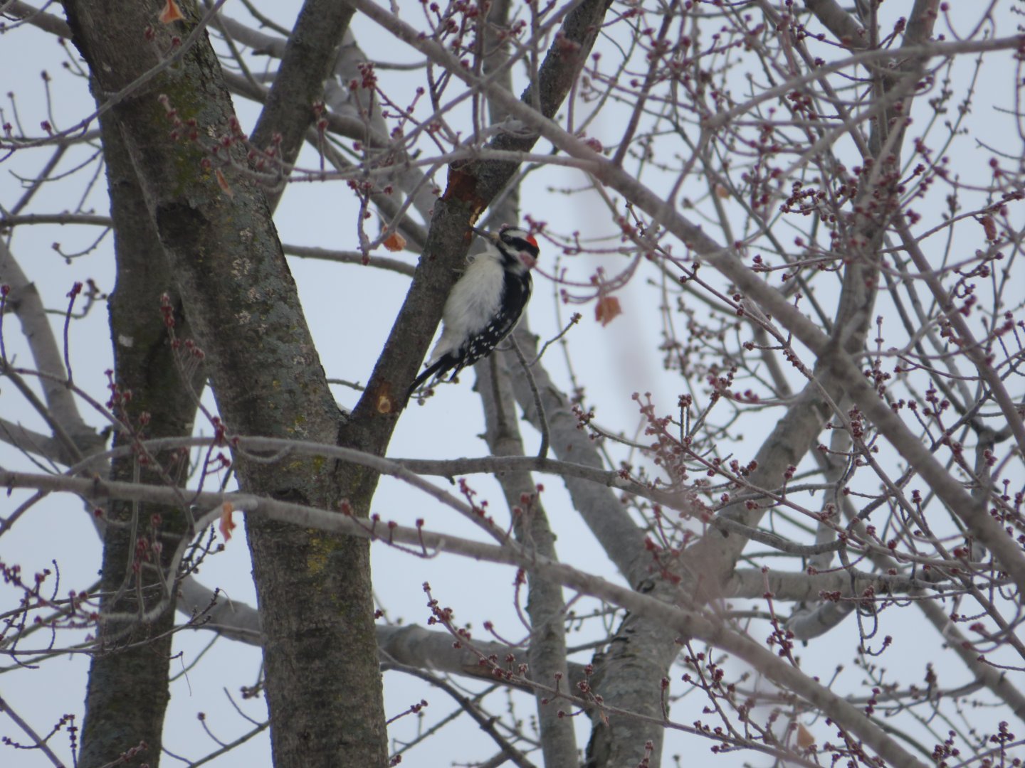 Hairy woodpecker, (obviously)