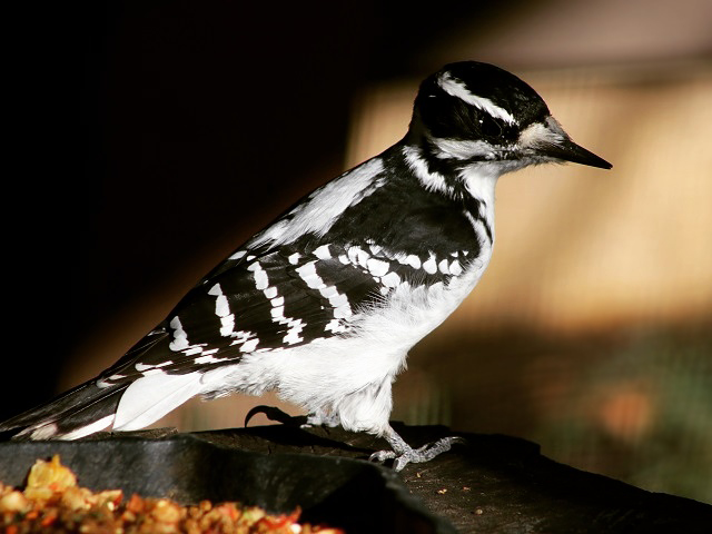 Hairy Woodpecker