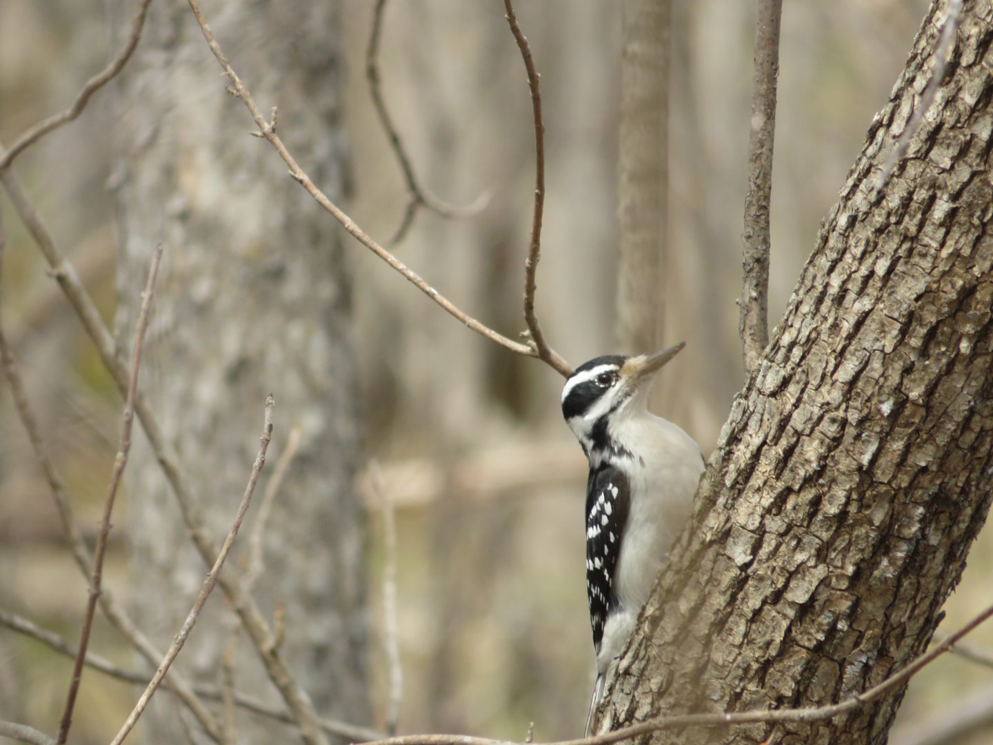 Hairy woodpecker