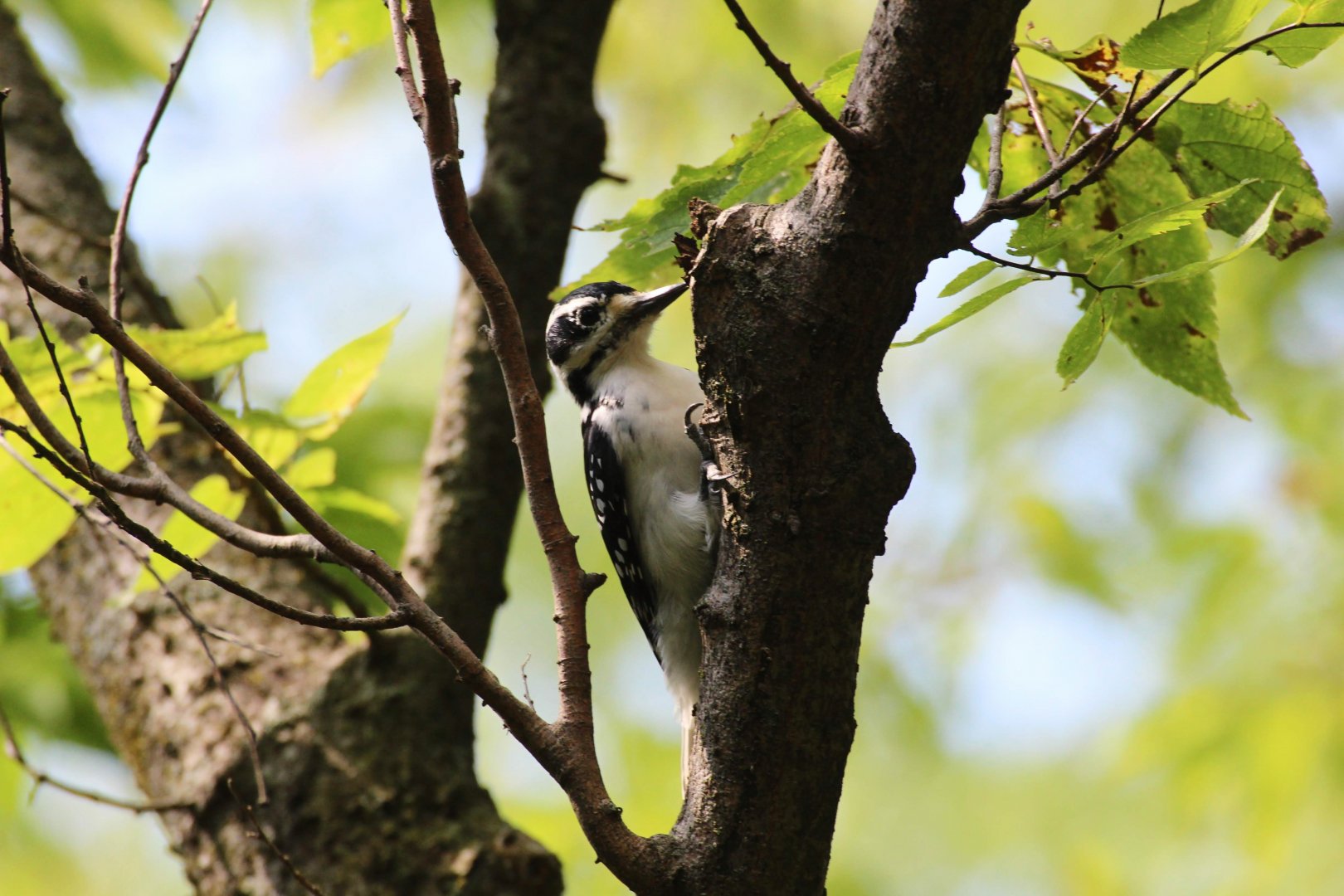 Hairy Woodpecker