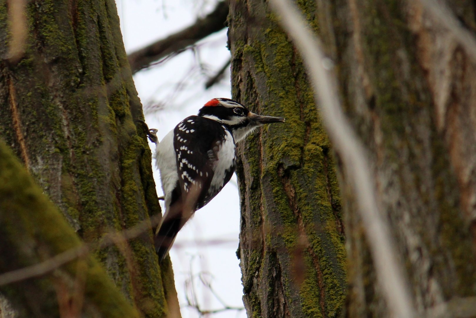 Hairy Woodpecker
