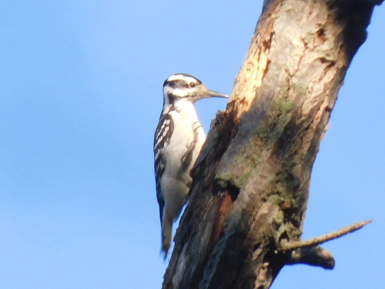 Hairy woodpecker