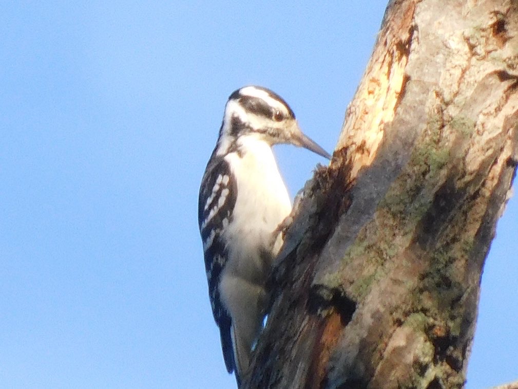 Hairy woodpecker