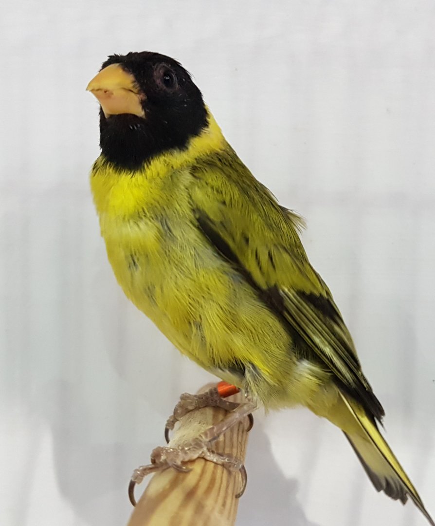 Haiti-siskin