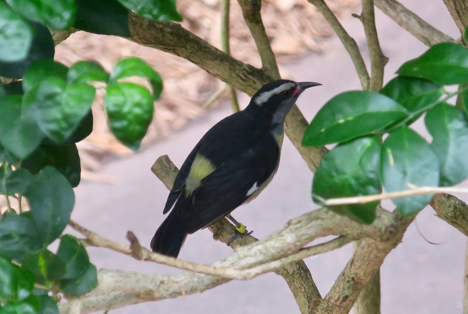 Haitian Bananaquit (Coereba flaveola bananivora)