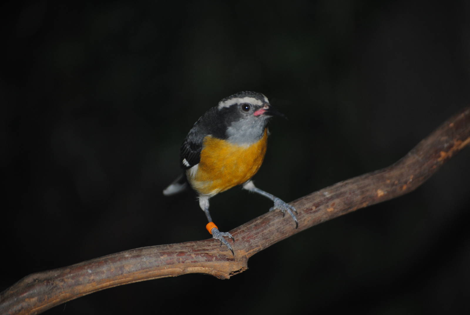 Haitian Bananaquit