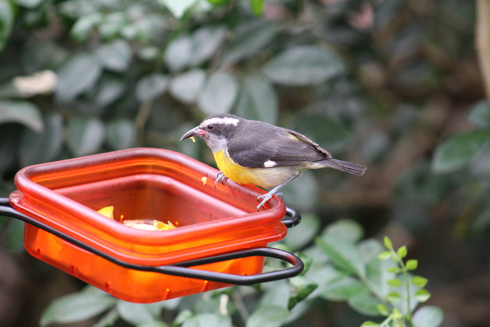 Haitian Bananaquit