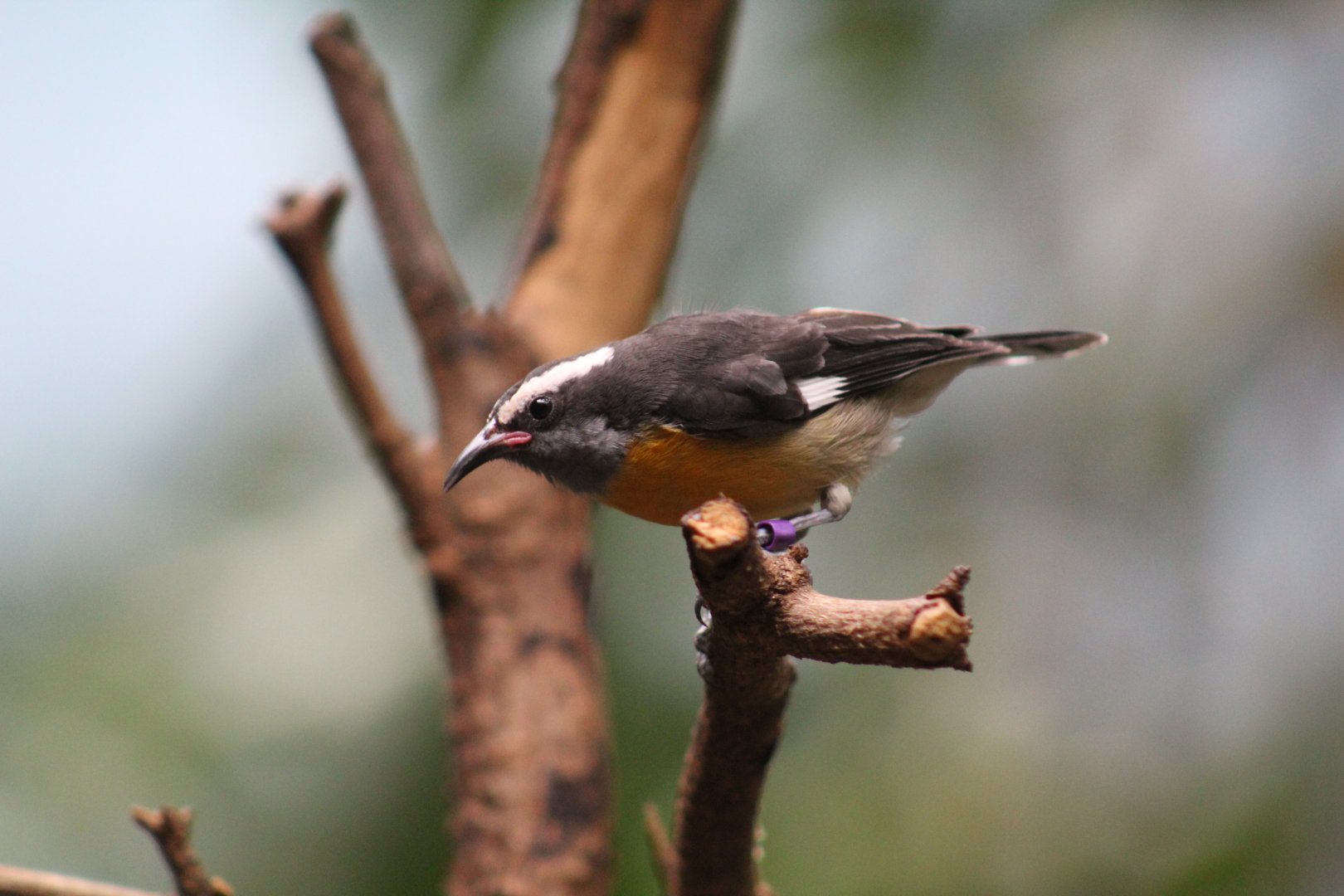 Haitian Bananaquit