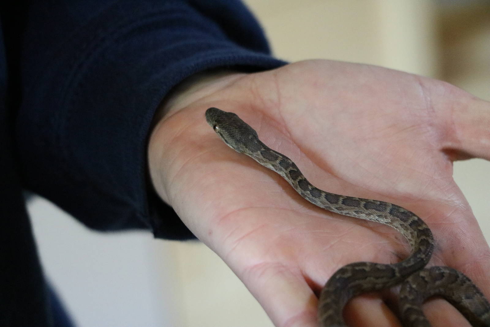 Haitian boa - Hemsley Conservation Centre, October 2015