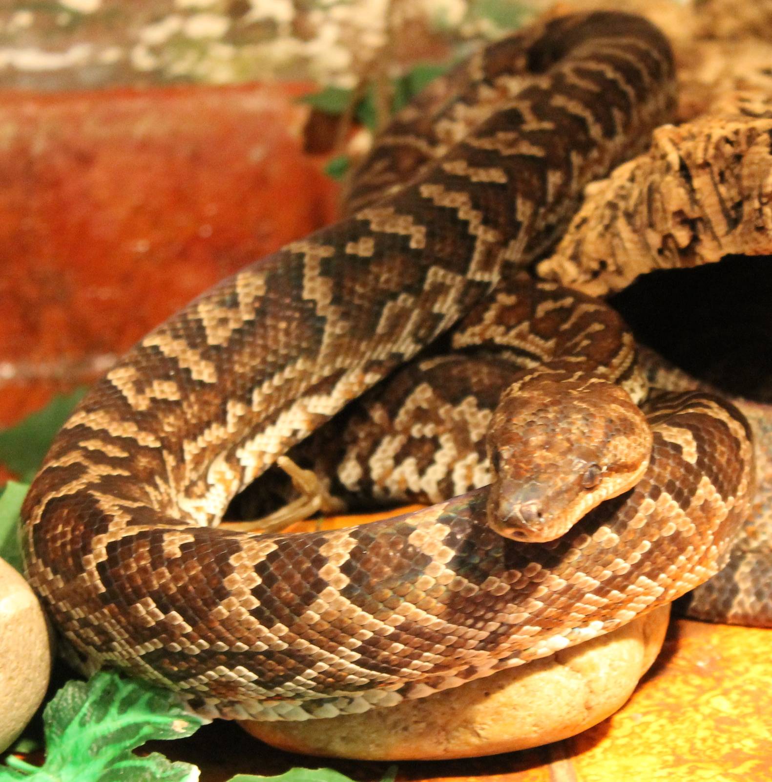 Haitian boa